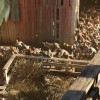 Days Gone | PS4 Game (PlayStation 4) Days Gone | PS4 Game (PlayStation 4)
